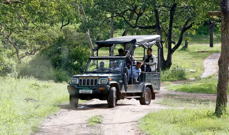 Take A Jeep Safari