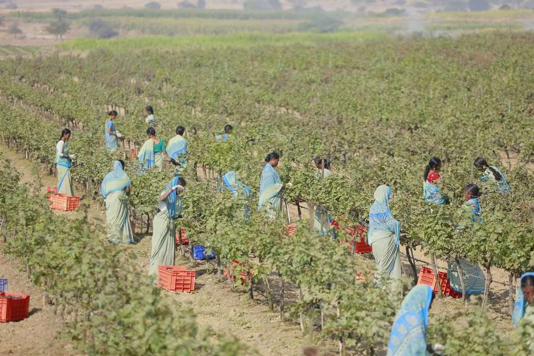 Fratelli Wines, Akluj, Maharashtra