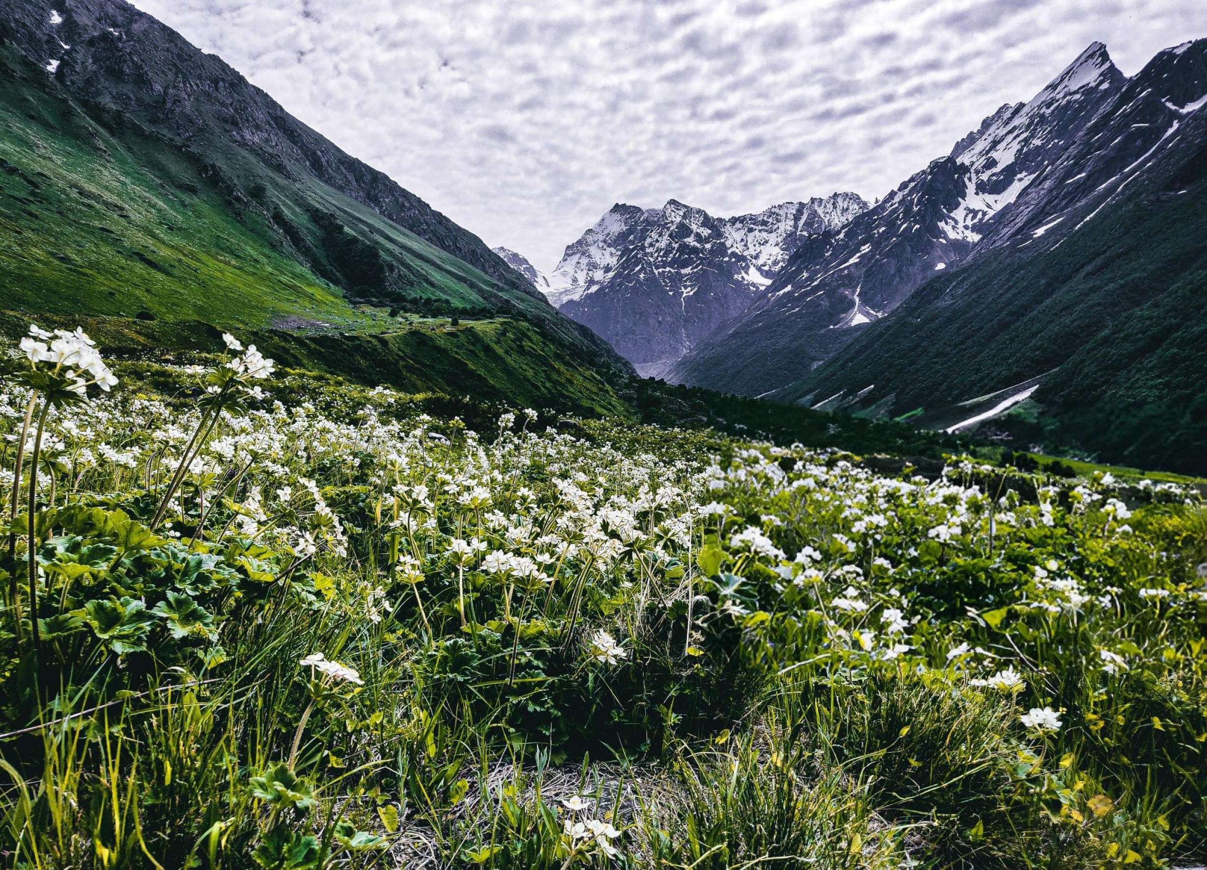 Traveling Tips To The Valley Of Flowers 