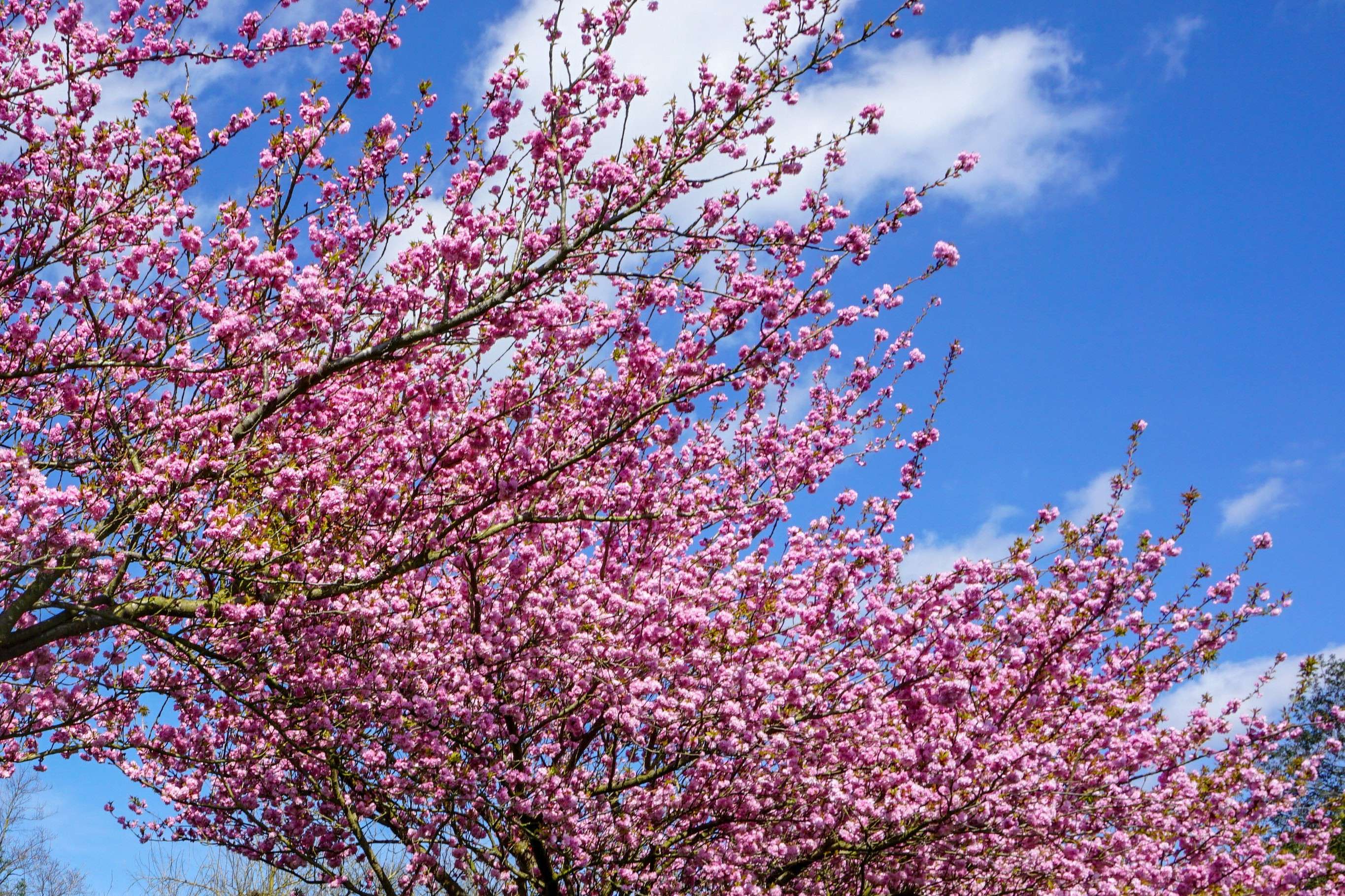 Shillong Cherry Blossom Festival {{year}}– Complete Guide