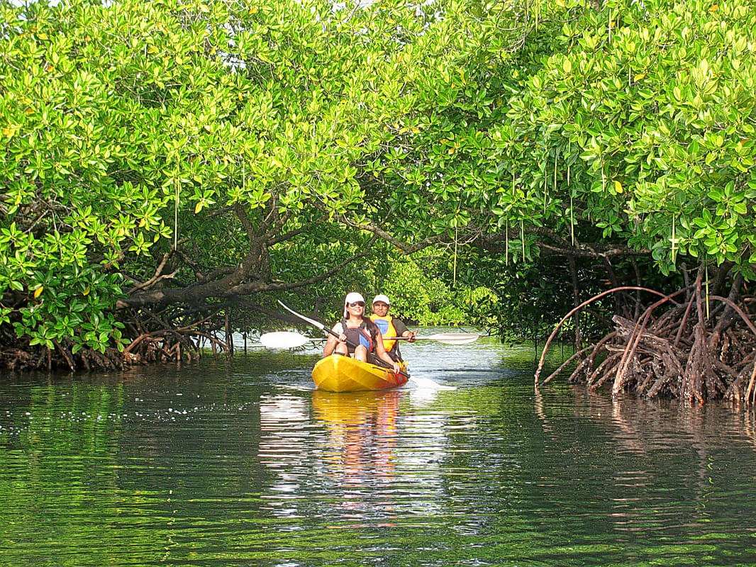 Kayak Through Mangroves In Mayabunder