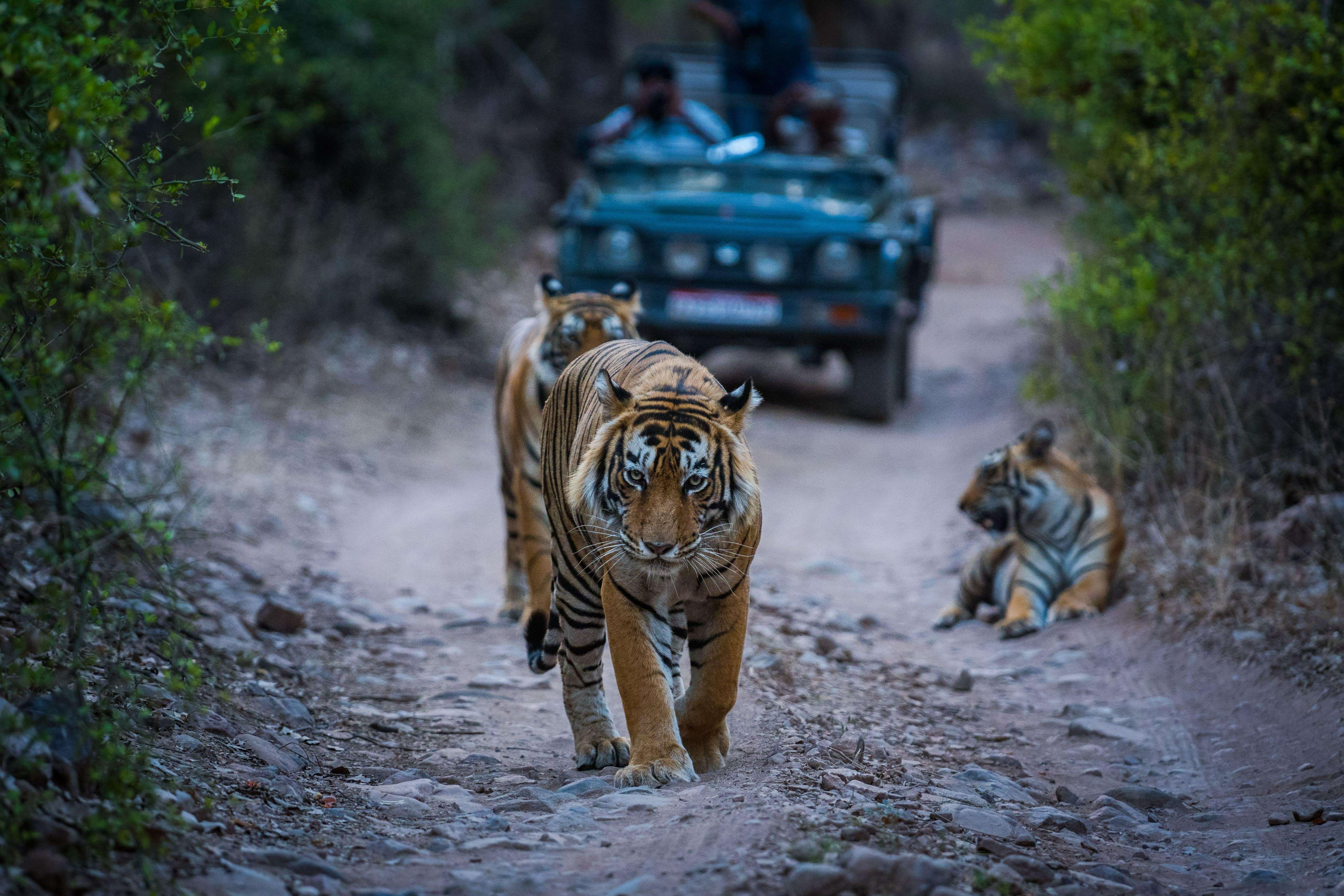 Ranthambore National Park, Rajasthan