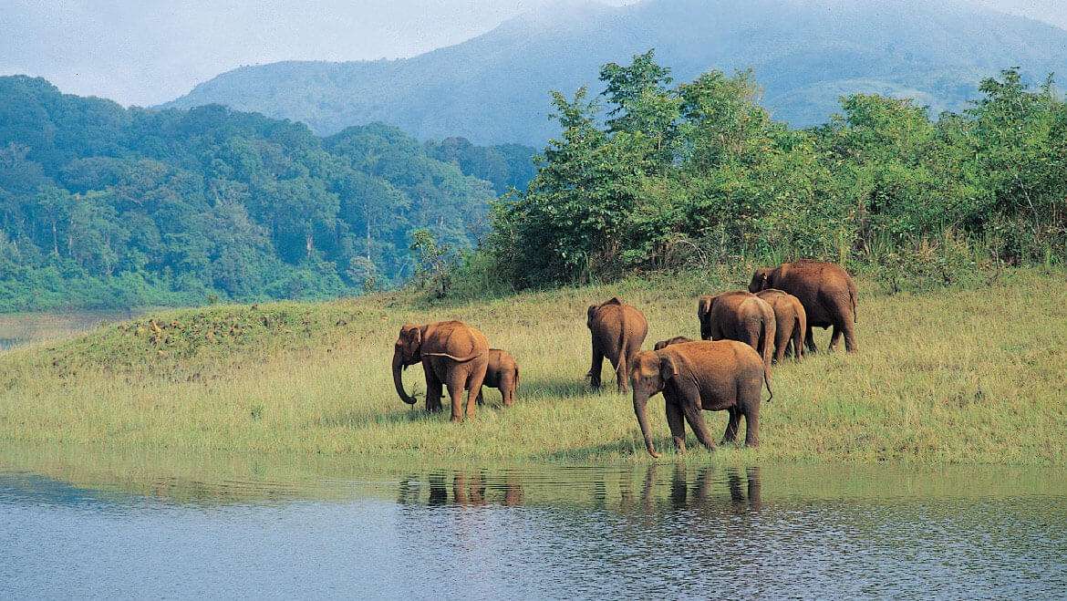 Periyar Wildlife Sanctuary, Kerala