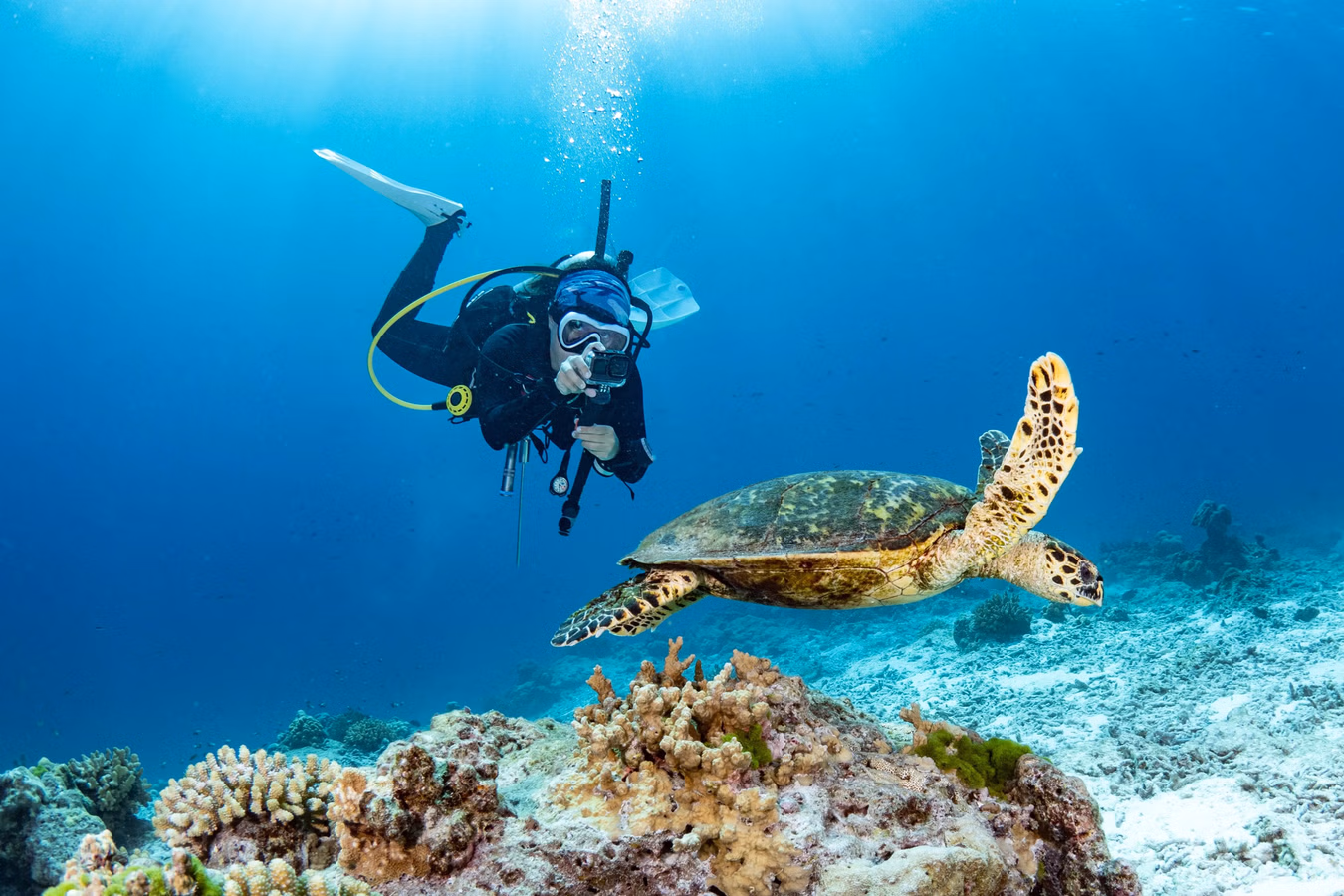 Scuba Dive At Elephant Beach