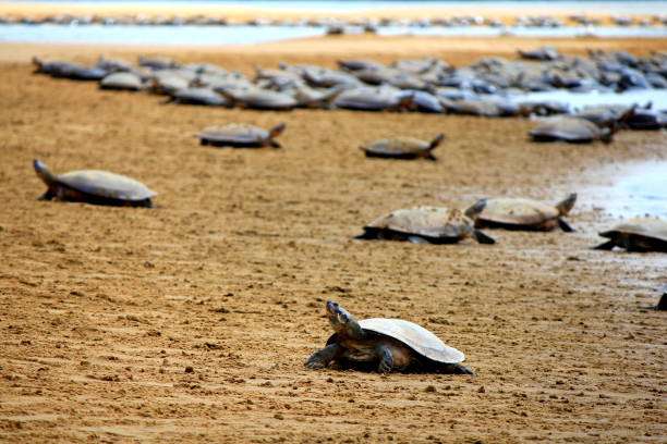 Watch Nesting Turtles At Kalipur Beach