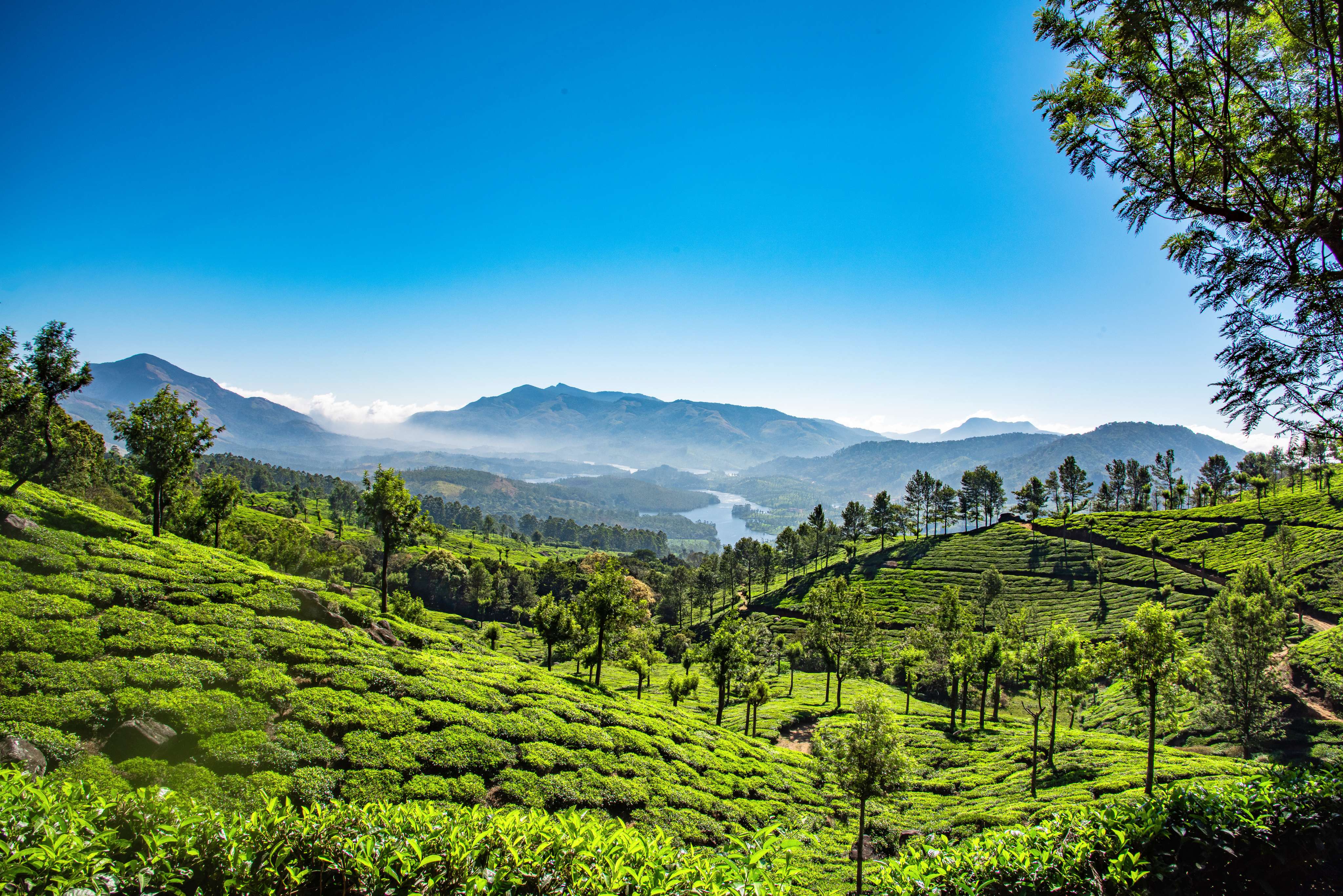 Munnar, Kerala