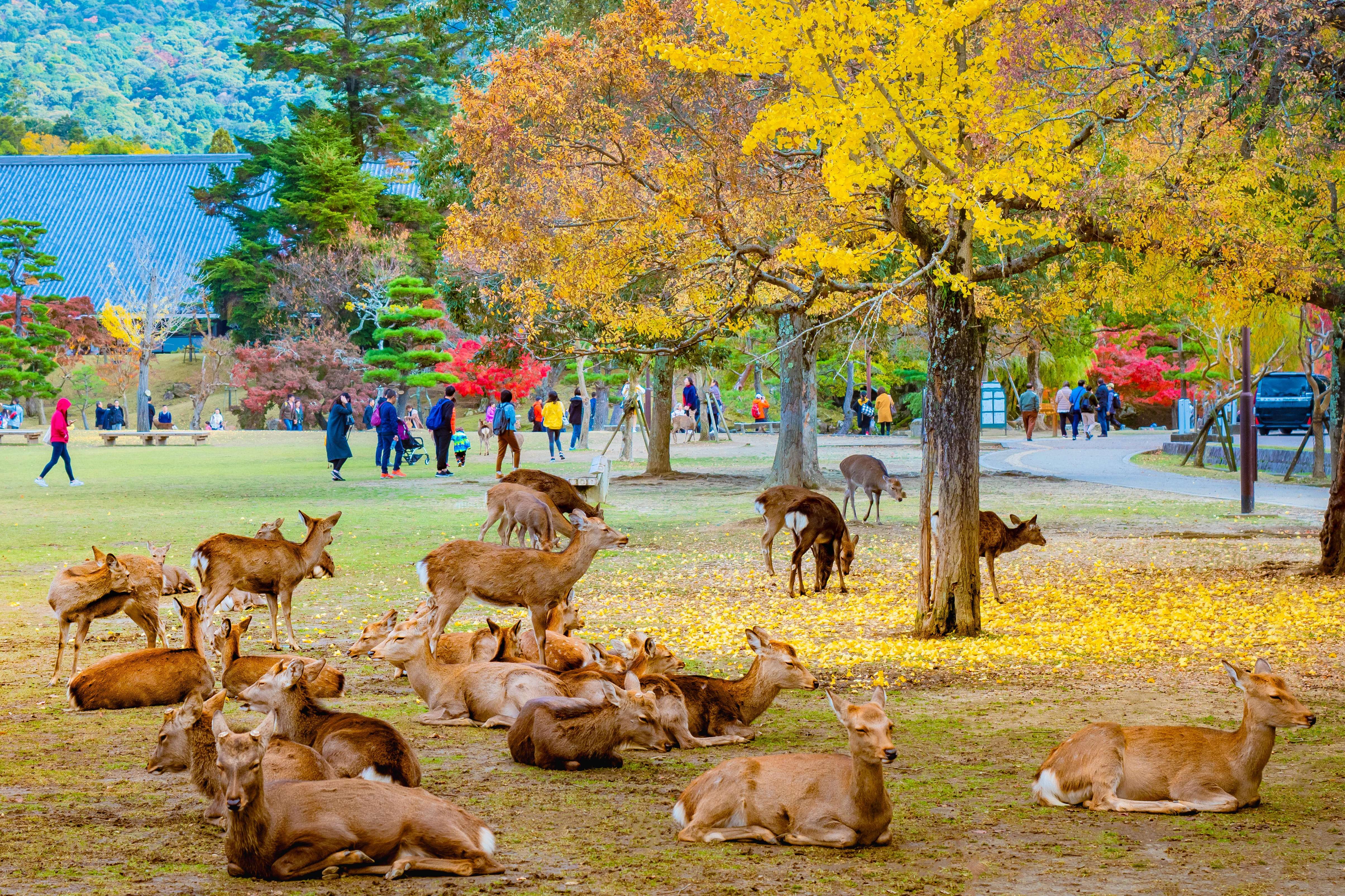 Nara Park & T?dai-ji Temple (Nara)