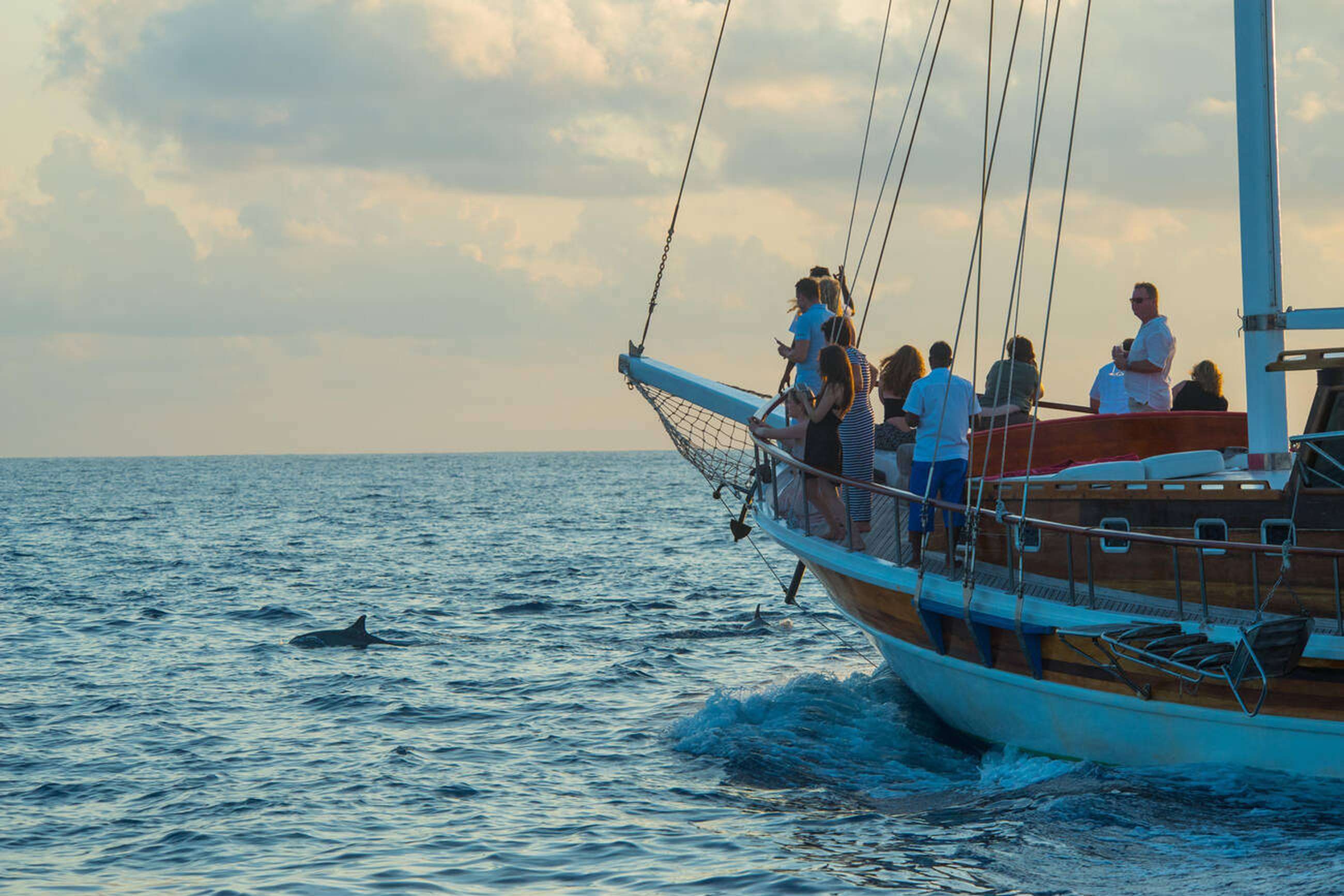 Dolphin Sighting Cruise