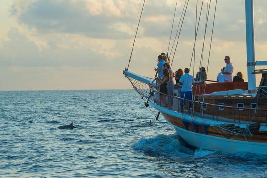 Dolphin Sighting Cruise