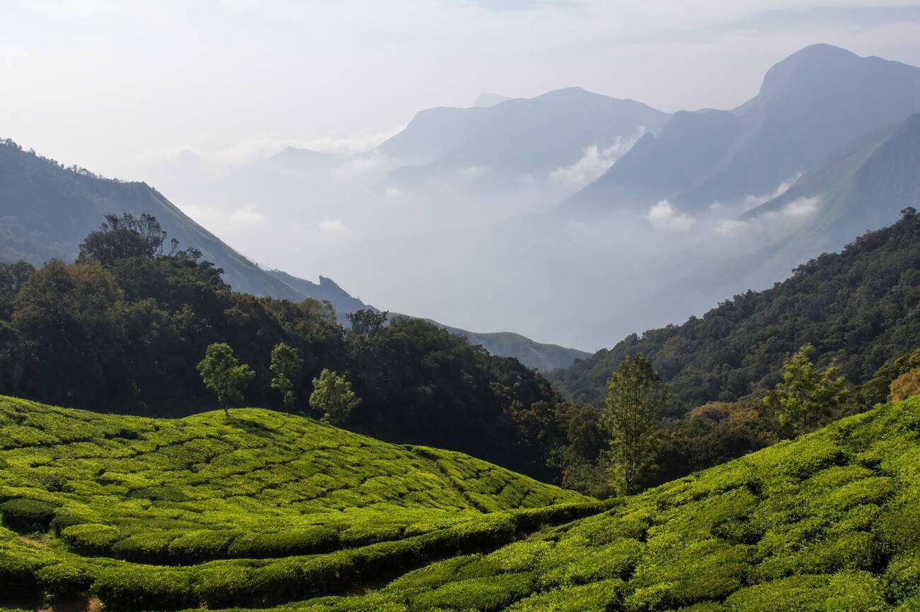 10 Things to Know Before Visiting Munnar in Winter