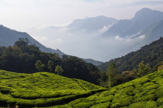 10 Things to Know Before Visiting Munnar in Winter