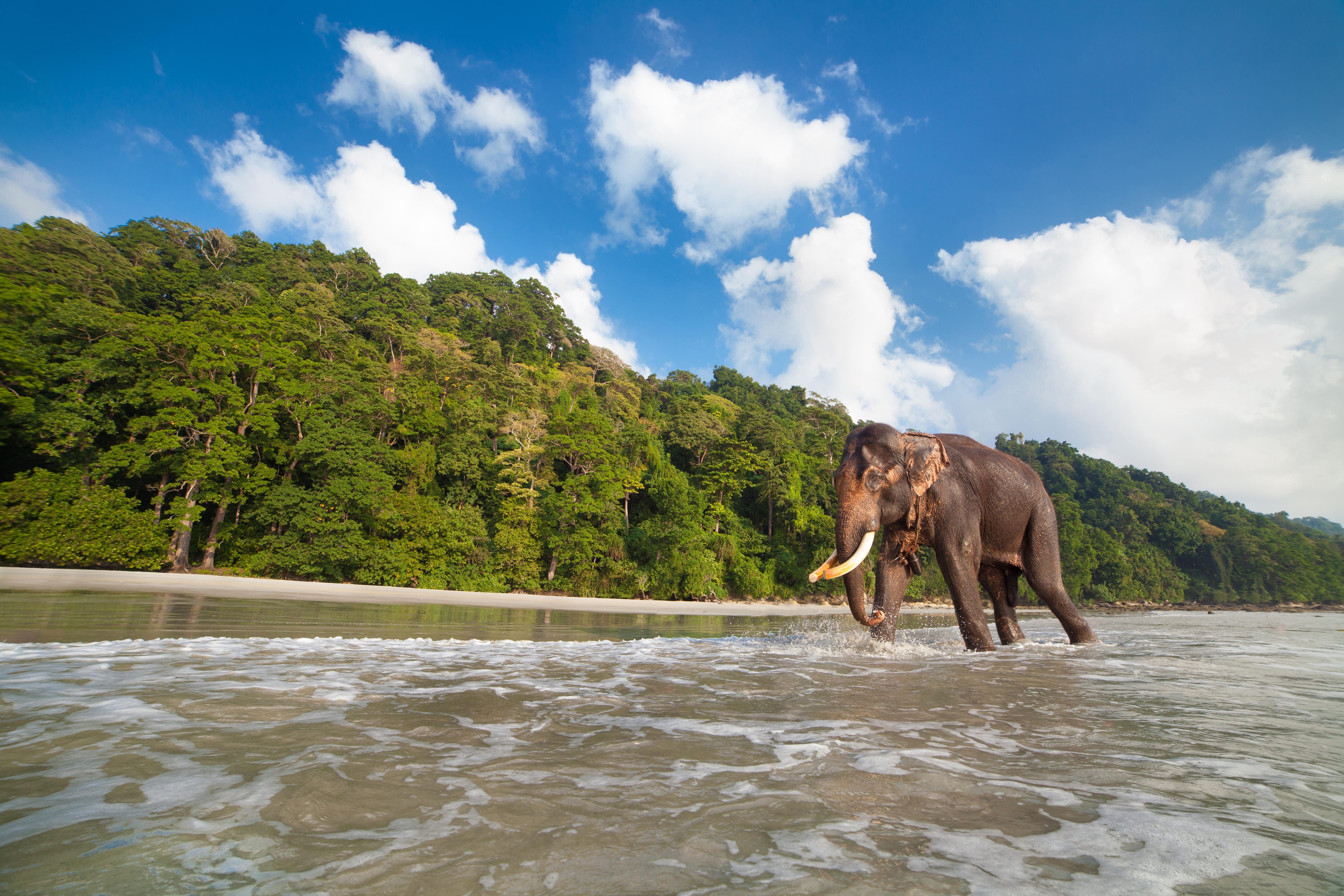 Elephant Beach