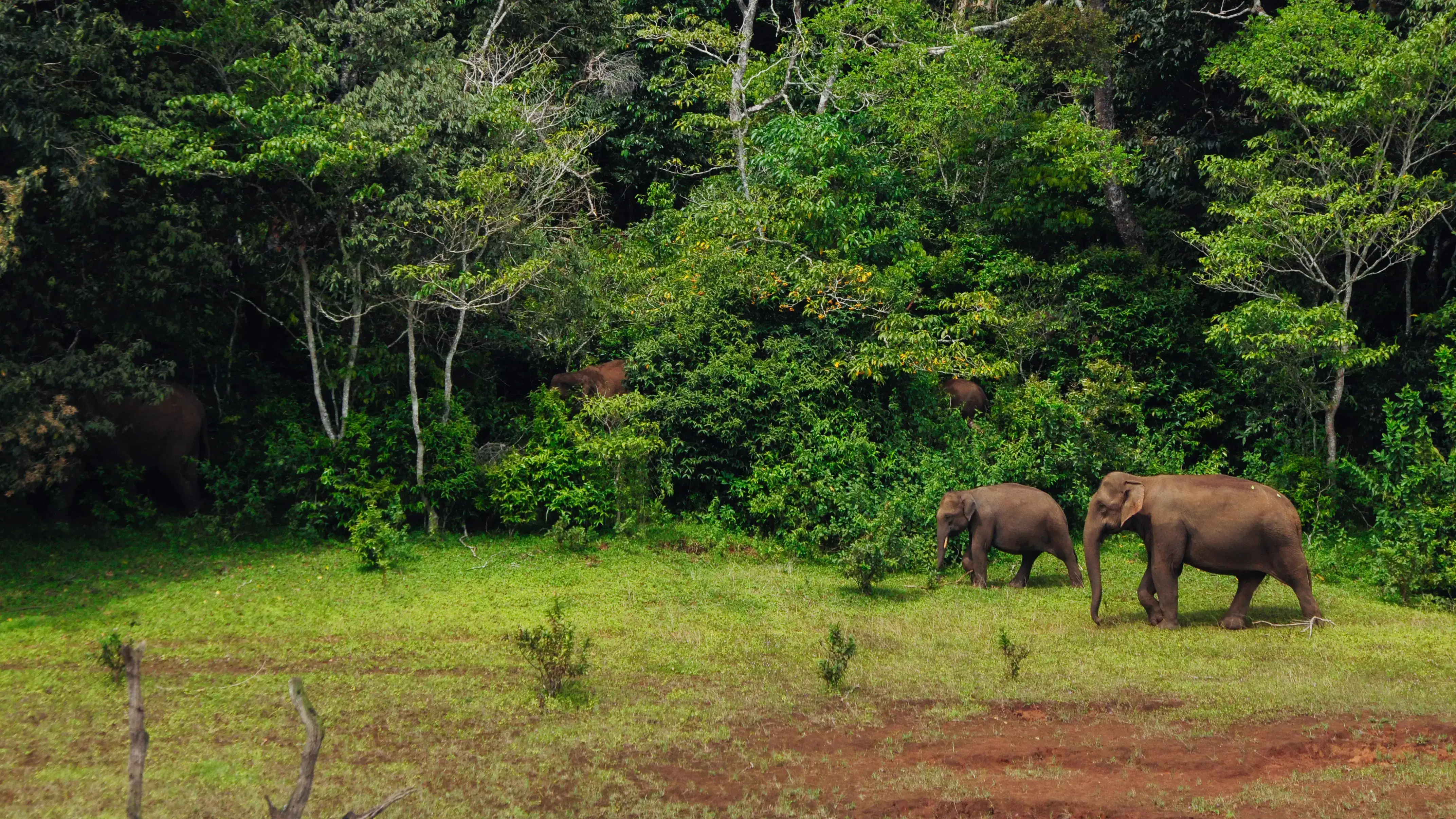 Periyar Wildlife Sanctuary