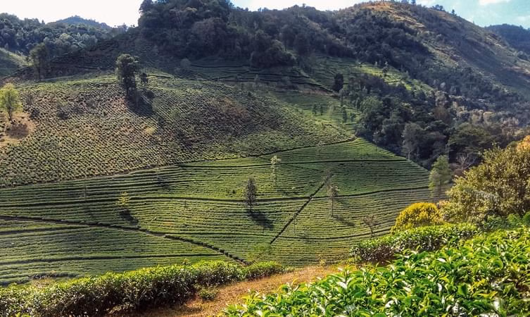 Spice Plantation Tour