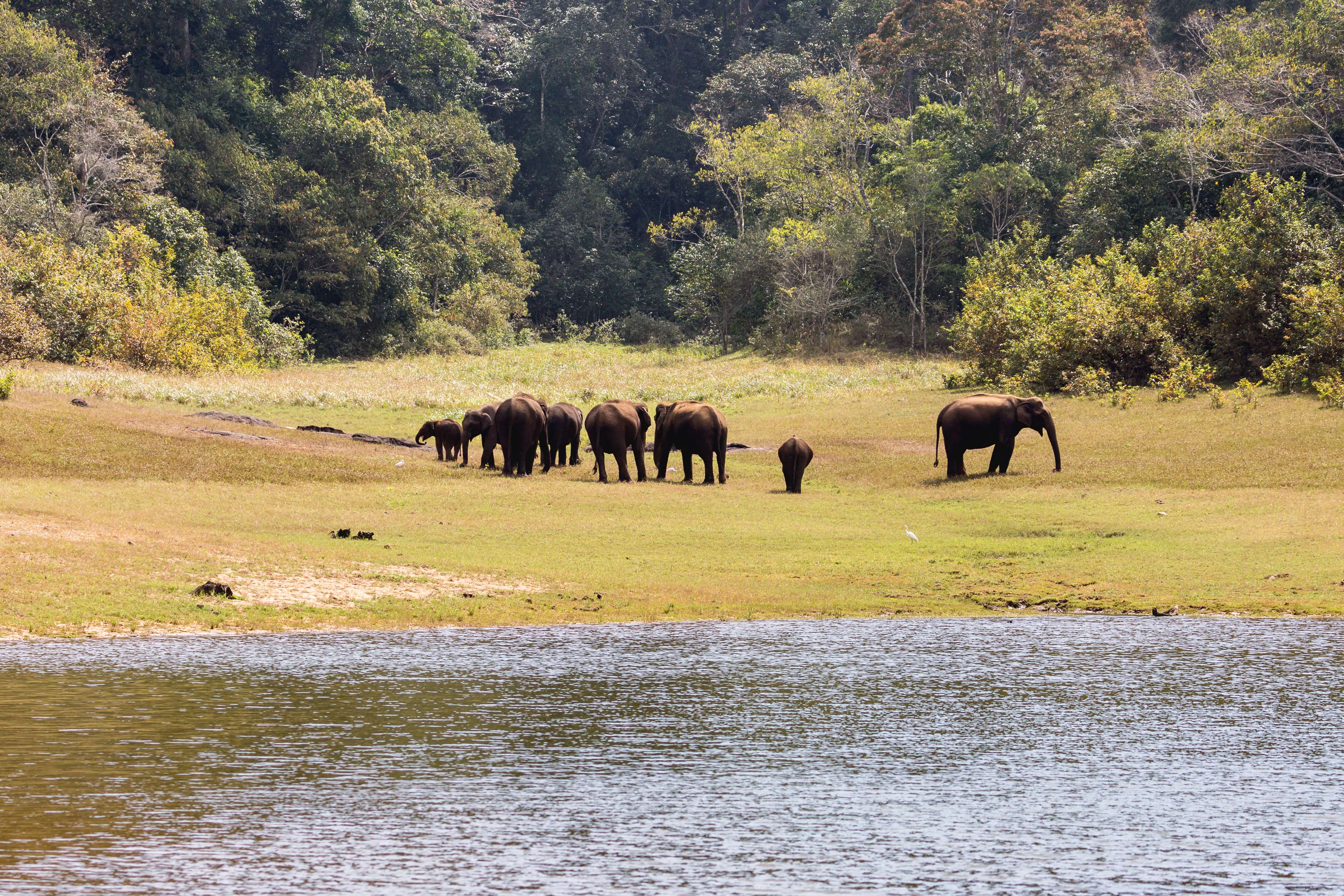 Thekkady (Periyar Wildlife Sanctuary)