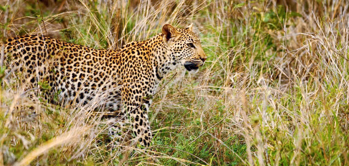 Eravikulam National Park
