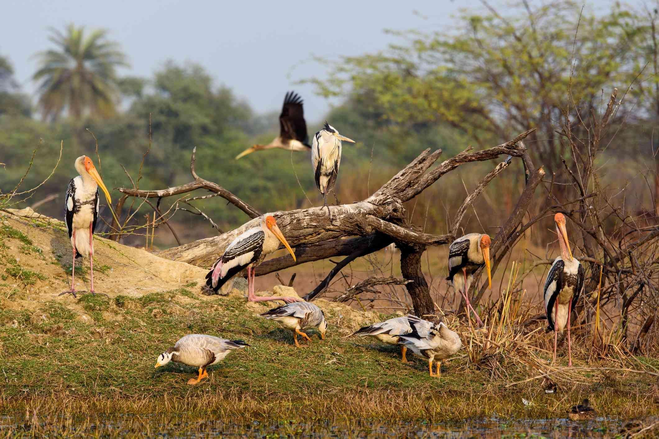 Kumarakom Bird Sanctuary