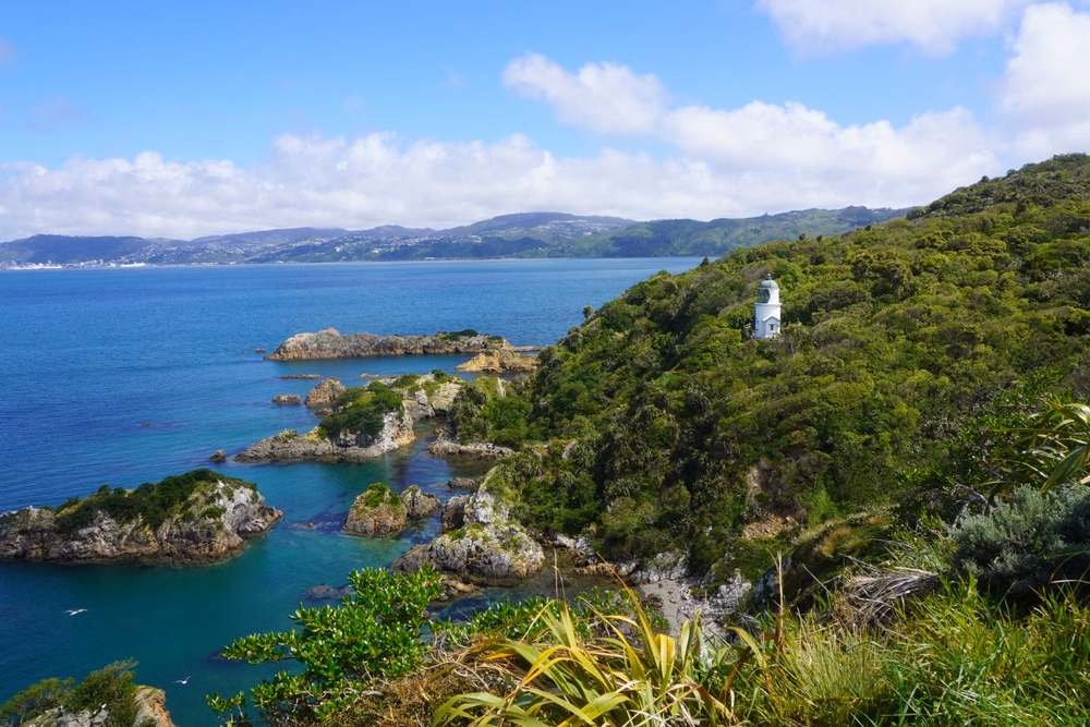 Ferry to Matiu Somes Island for Nature & Views