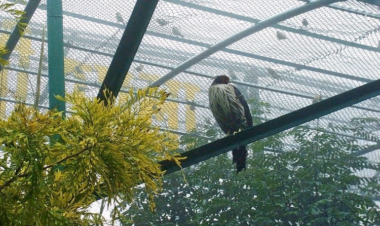 Go For Birdwatching In Himalayan Bird Park