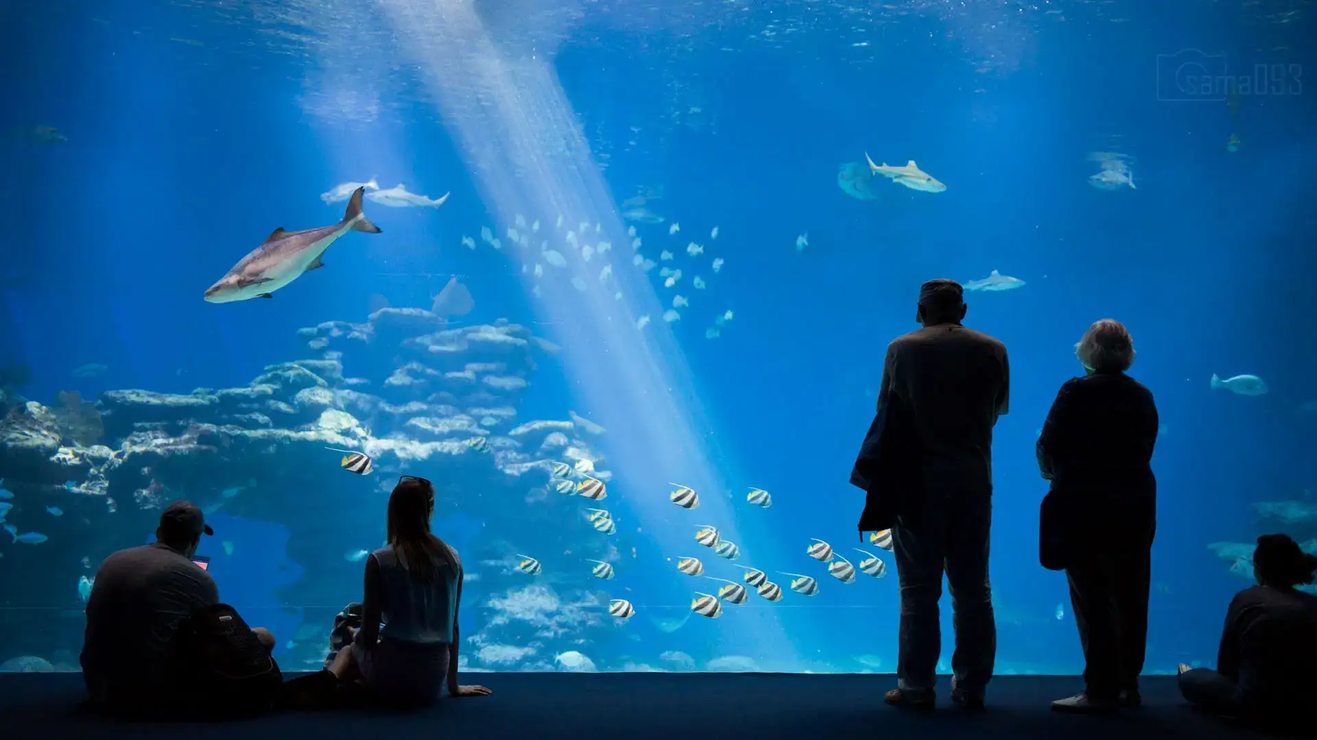 Under The Sun Aquarium