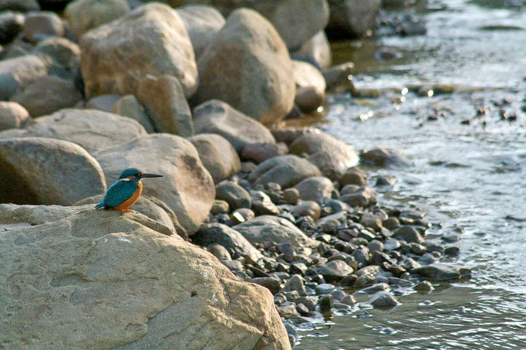 Visit Benog Wildlife Sanctuary