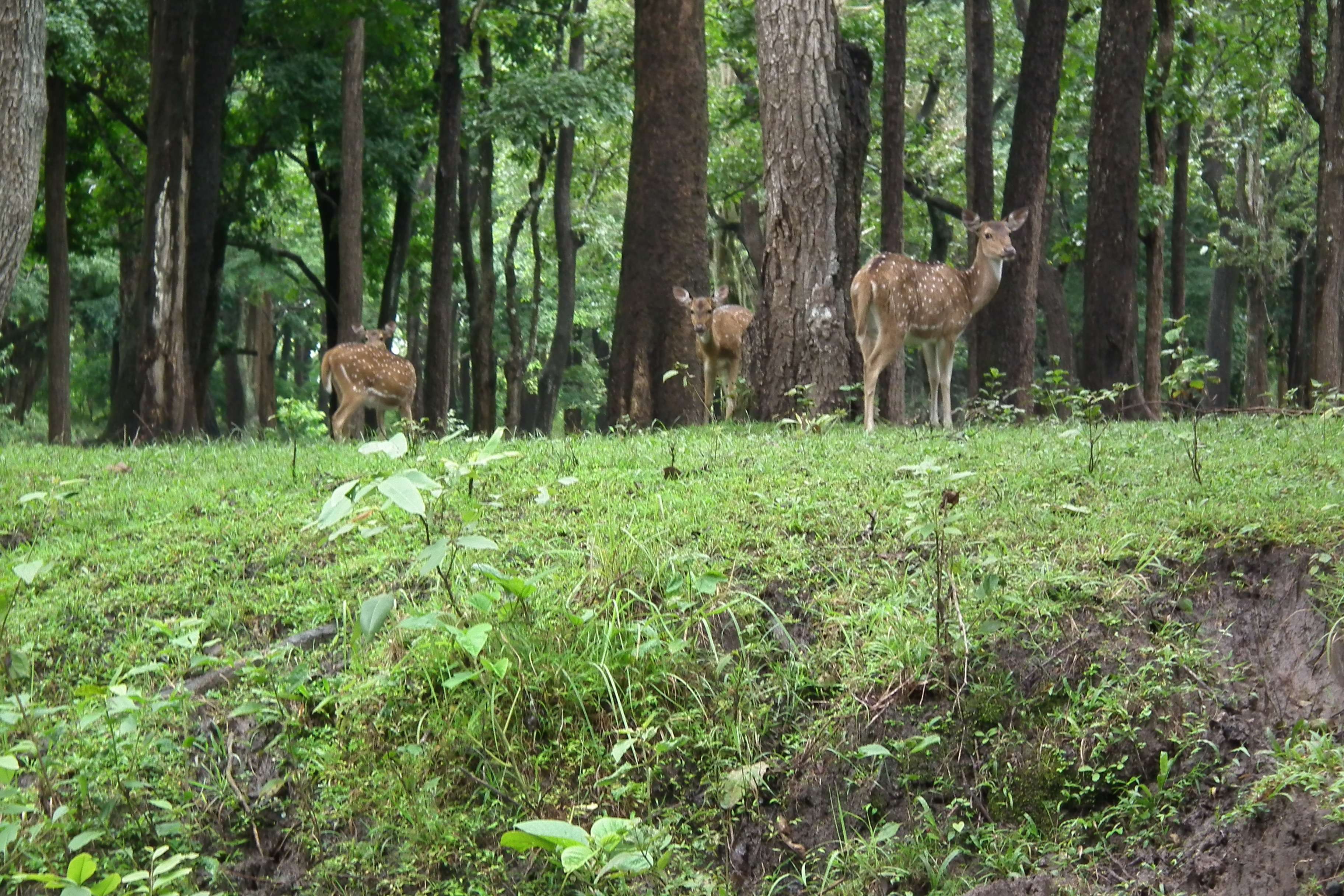 Nagarhole National Park
