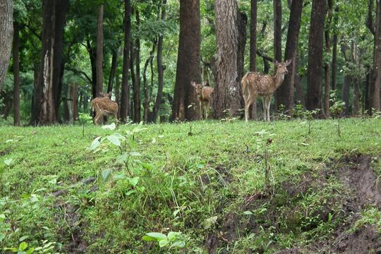 Nagarhole National Park