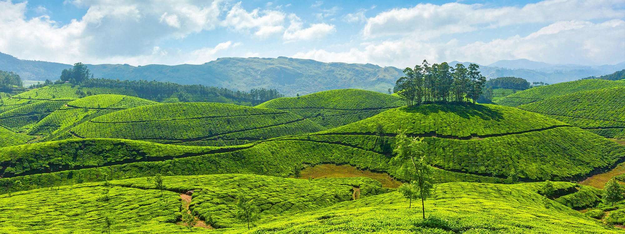 Kolukkumalai Tea Estate