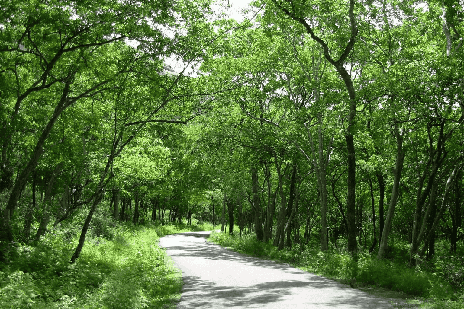 Take a Guided Tour of Marayoor Sandalwood Forest