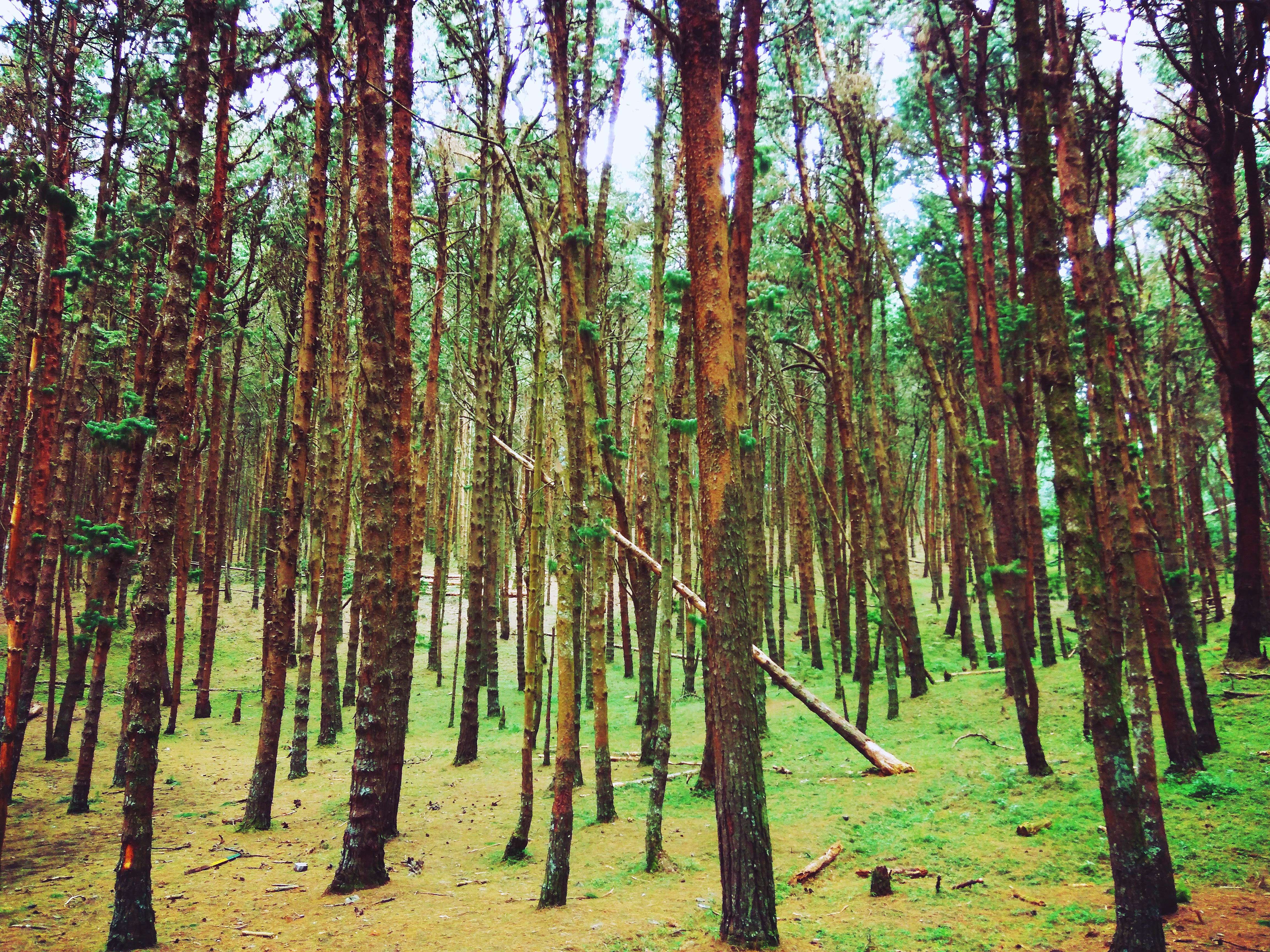 Pine Forest