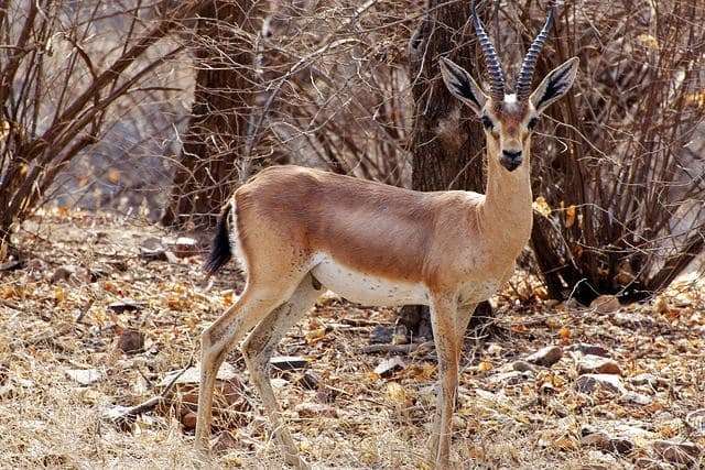 Desert National Park