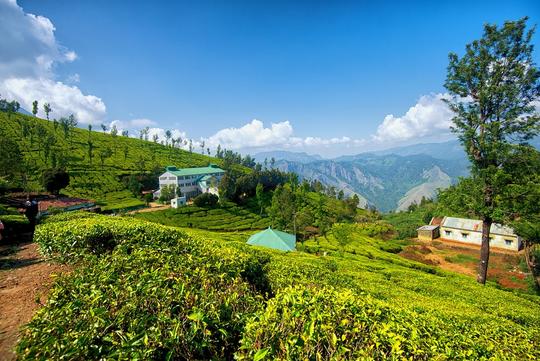 Kolukkumalai Tea Estate