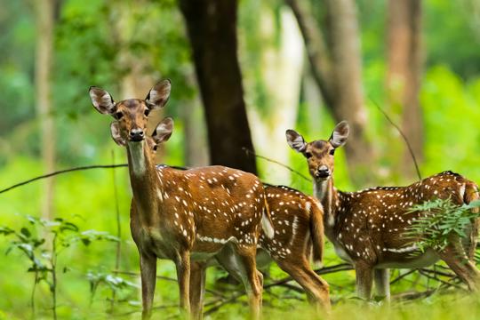 Wayanad Wildlife Sanctuary