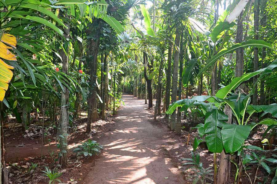 Tour a Spice Plantation in Ponda