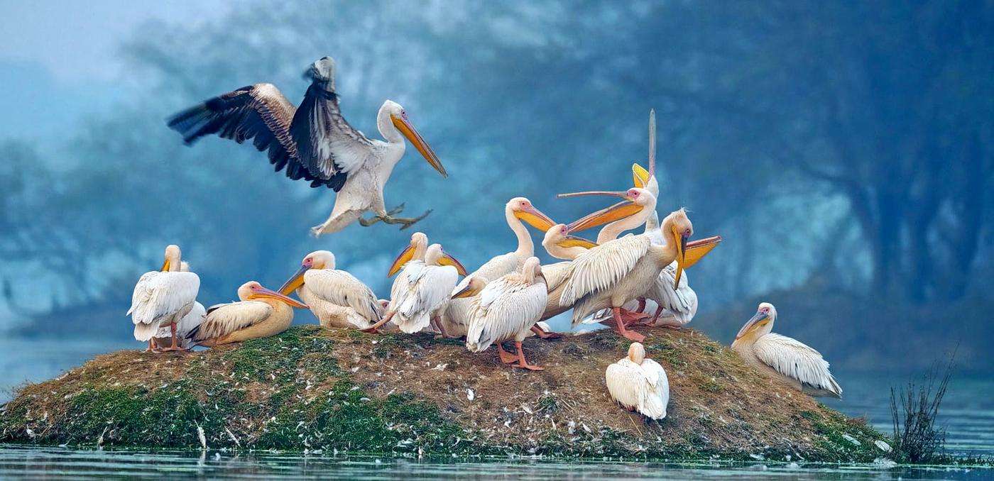 Visit the Salim Ali Bird Sanctuary