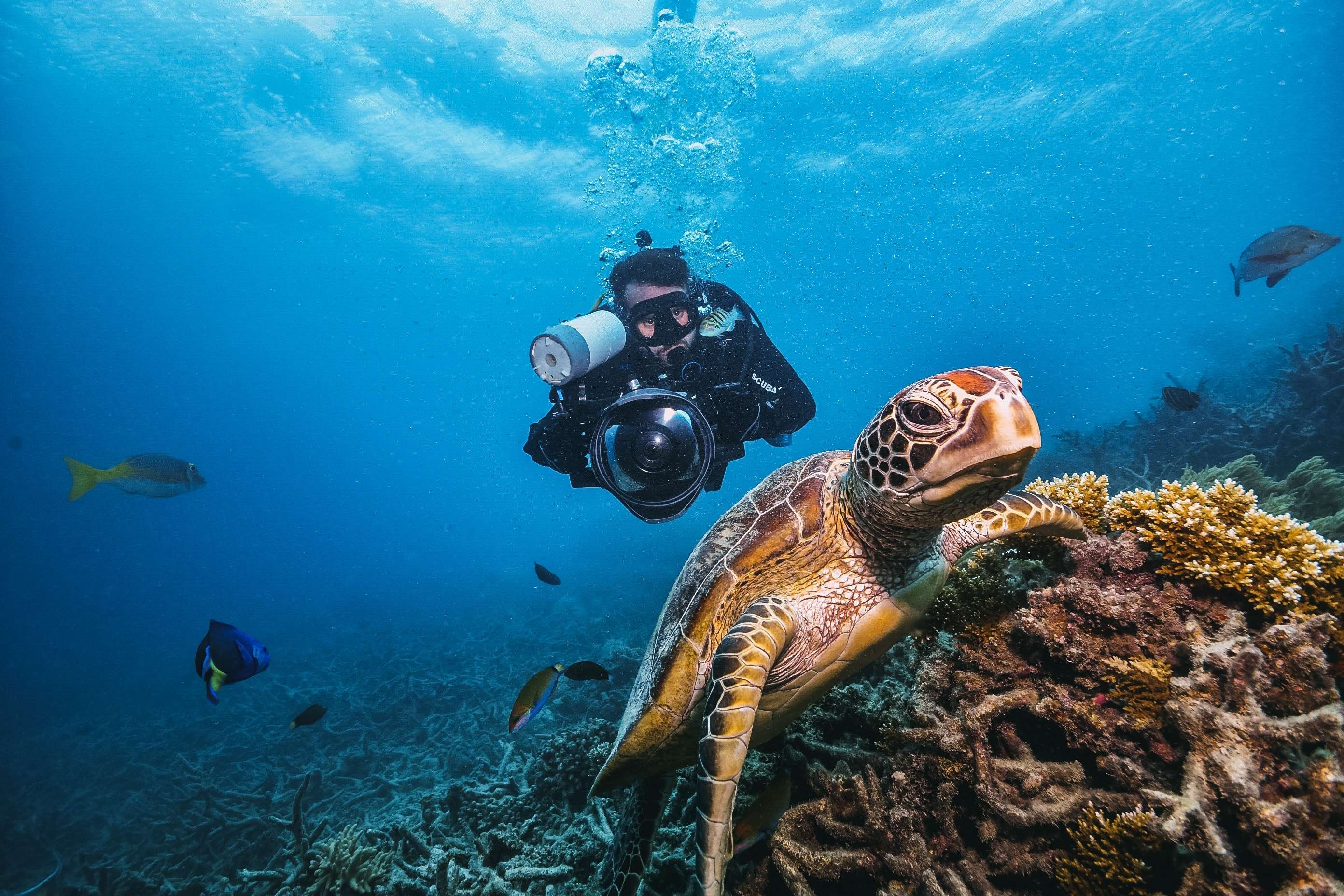 Experience Scuba Diving and Introductory Dives