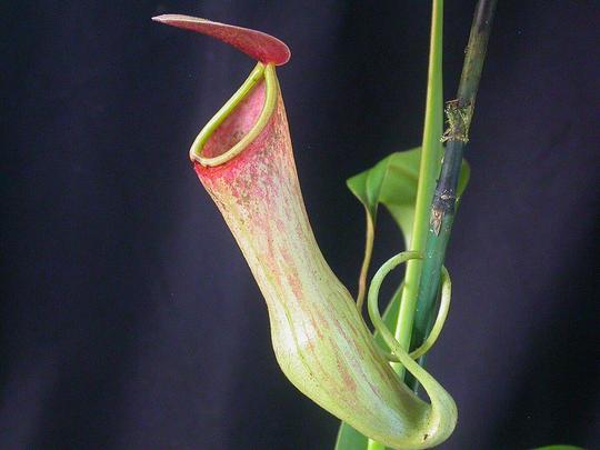 Baghmara Pitcher Plant Sanctuary