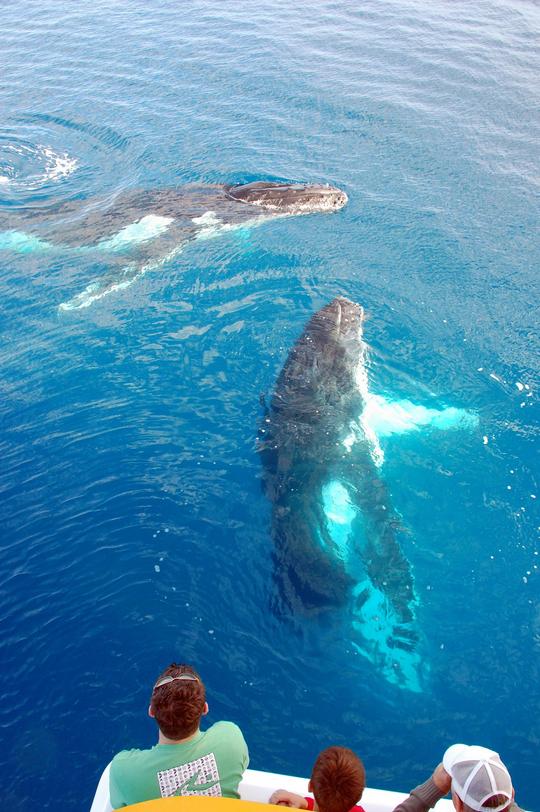 Spot whale sharks in South Ari Atoll