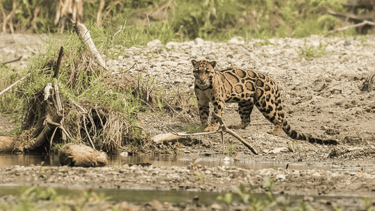 Clouded Leopard National Park (Tripura)