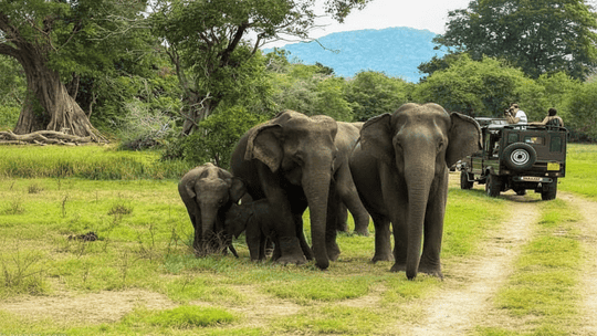 Mouling National Park (Arunachal Pradesh)