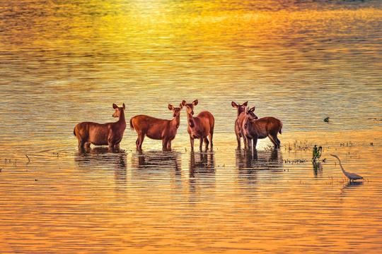 10 National Parks in North East India - Best Wildlife Destinations