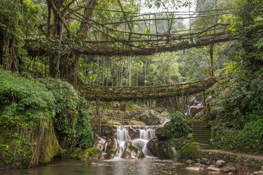Nongriat Double Decker Living Root Bridge