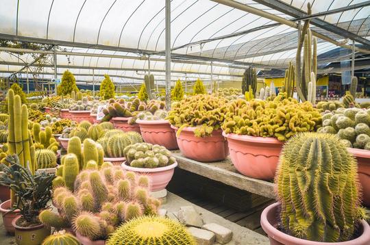 Explore Cactus Valley And Flower Gardens