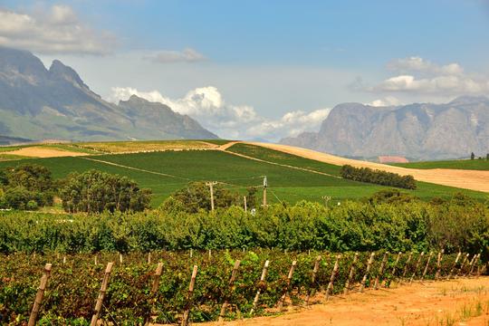 Stellenbosch Vineyards And Wine Estates