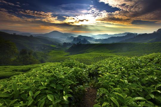 Cauvery Peak Coffee Estate